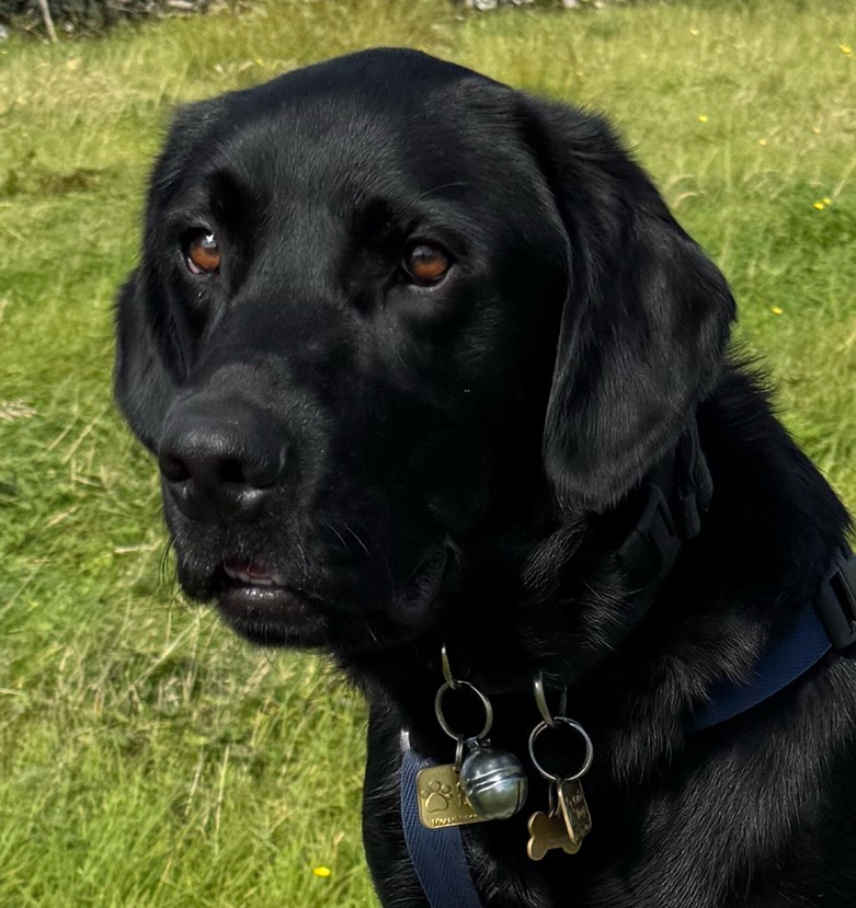 Headshot of Zorin, a black dog with short silky fur against a grassy background